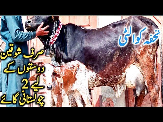 Best Quality Cholistani Sahiwal Cow Farm Near Luden Cow Mandi Hasil Pur || Global Village Farming