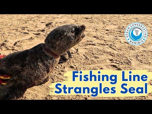 Fishing Line Strangles Seal