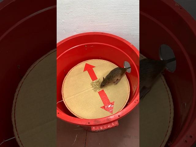 Humane mouse trap idea from old plastic bucket // Mouse trap 2 #trap#rattrap #mousetrap #shorts
