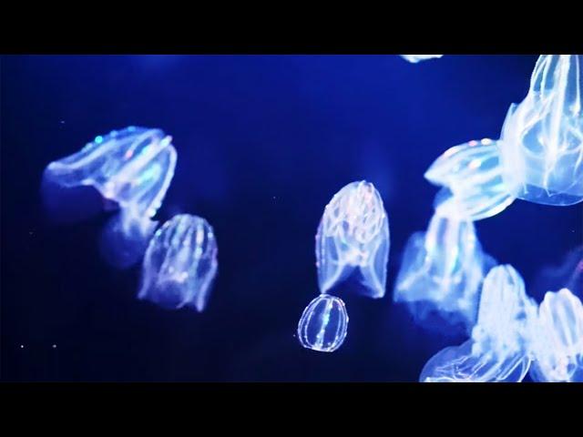 BIOLUMINESCENT BAY IN THE VIRGIN ISLANDS