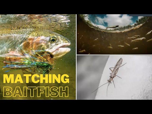 Kevin Feenstra on Attractor and Baitfish Flies for Migratory Fish