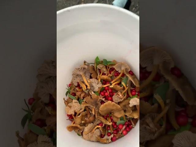 Chanterelles and huckleberries in Alaska #travel #alaska #fishing #foraging #mushrooms #berries