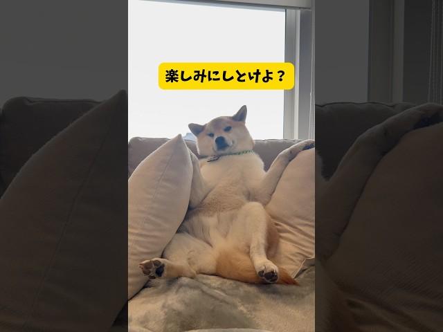 【乗り物好き犬】柴犬大御所の好きな乗り物集めてみたら貫禄が凄過ぎた#柴犬#乗り物#おもしろ #shorts #shortvideo #youtubeshorts