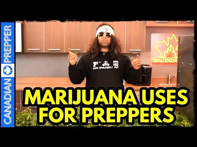 Marijuana Uses for Preppers and Freeze Drying Weed!