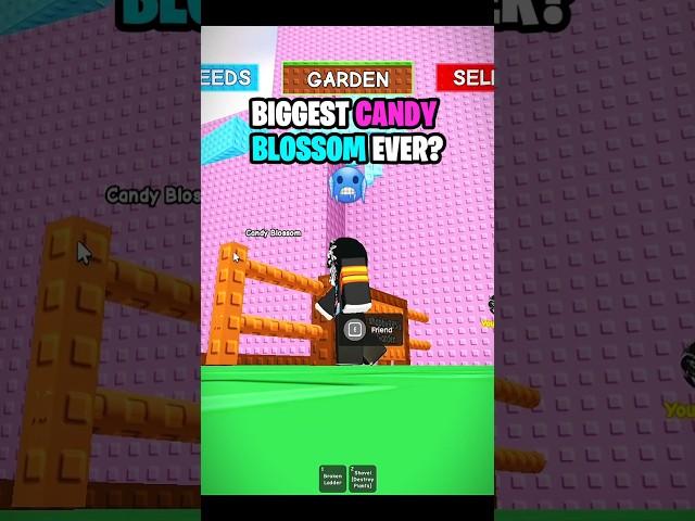 The BIGGEST CANDY BLOSSOM EVER!  GROW A Garden Fanmade #shorts #roblox #growagarden