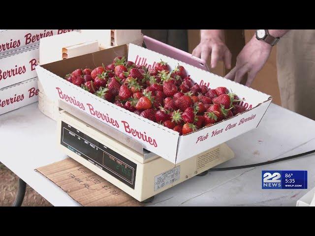 Recent wet weather creates significant impact on the quantity of strawberries at local farms
