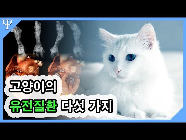 고양이 유전질환/유전병 다섯가지