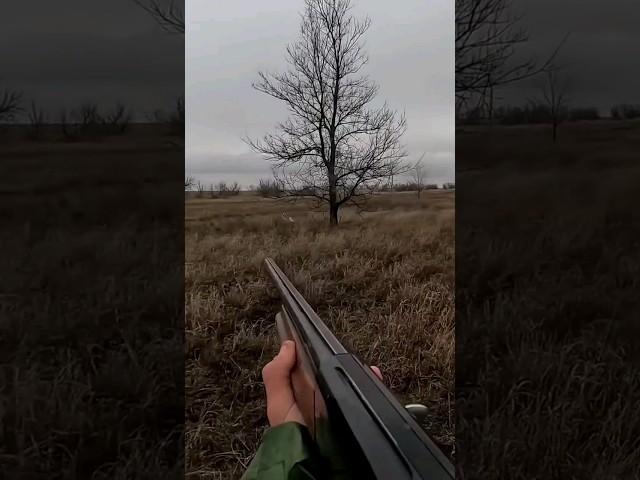 ОХОТА НА ЗАЙЦА #охота #охотассобакой #дратхаар