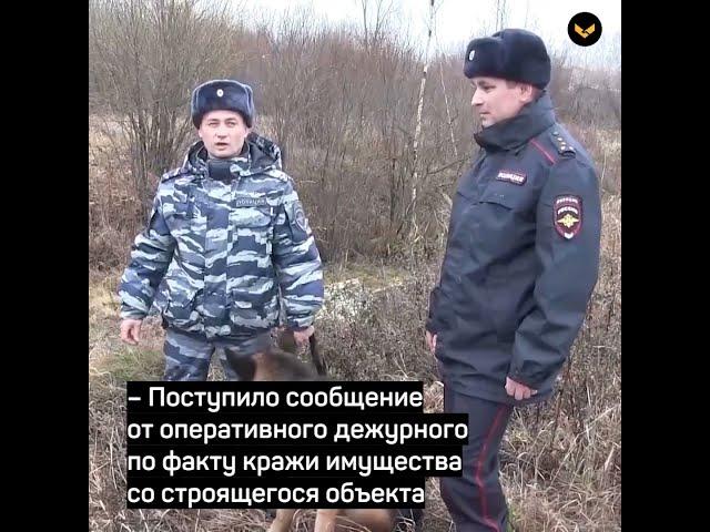 Пёс Комар нашёл человека в овраге