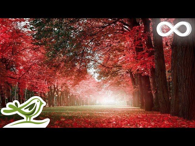 Autumn Colors: Beautiful Romantic Music with Piano, Cello, Guitar & Violin by Peder B. Helland