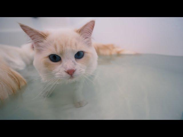 How to Get your Cat Used to Water (4 Step Tutorial) | The Cat Butler