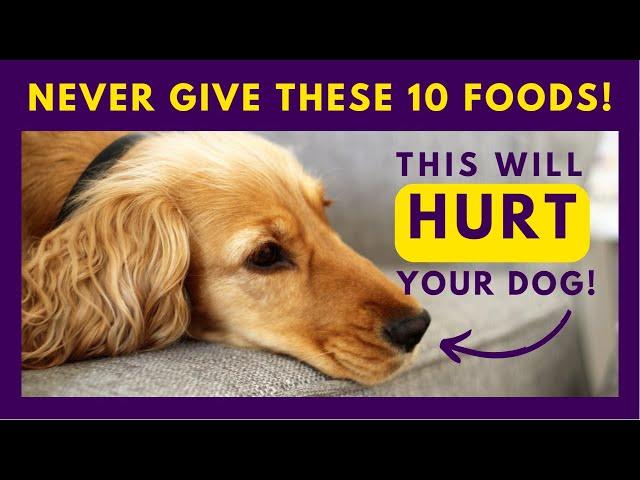 10 Things You Should Never Feed Your Dog  (#3 is Mindblowing)