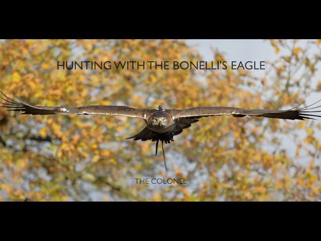 Hunting With The Bonelli's Eagle - The Colonel