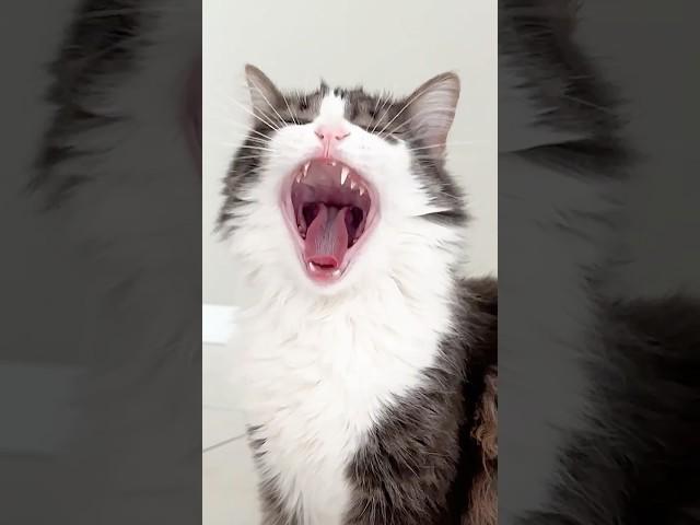 Cat Stole Money ️ #cats #cat