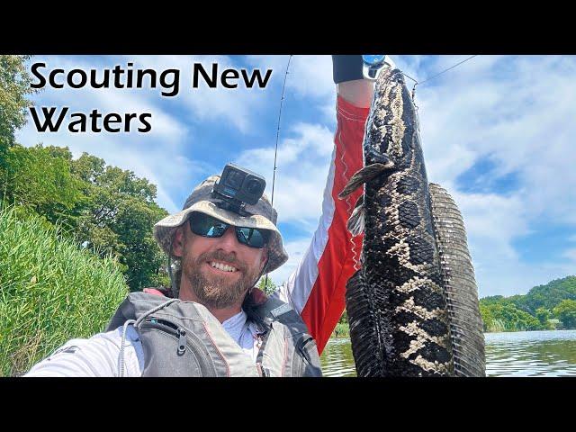 Quick Scouting Trip & New Lure: Beefle Spin Spinnerbait & New Area Snakehead Fishing