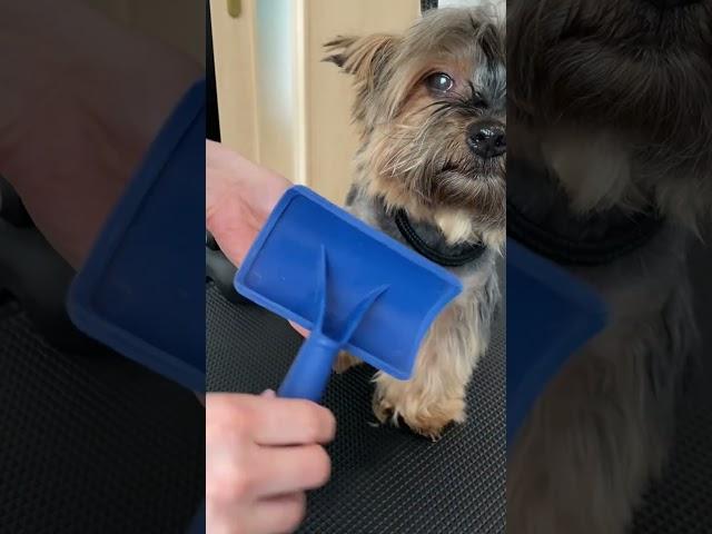 How to trim Yorkie paw