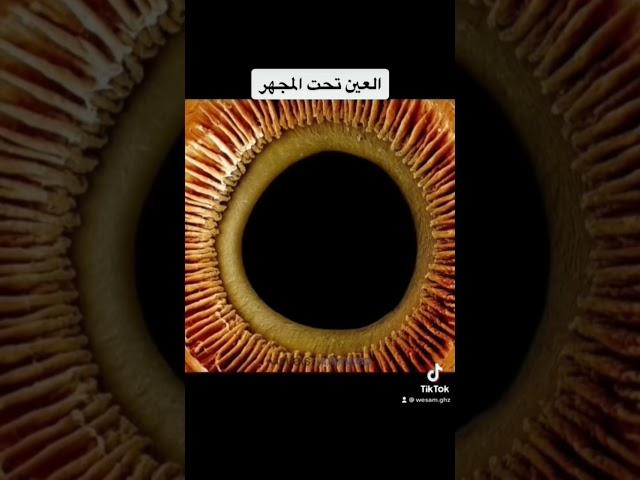 كيف يبدو جسم الإنسان تحت المجهر 