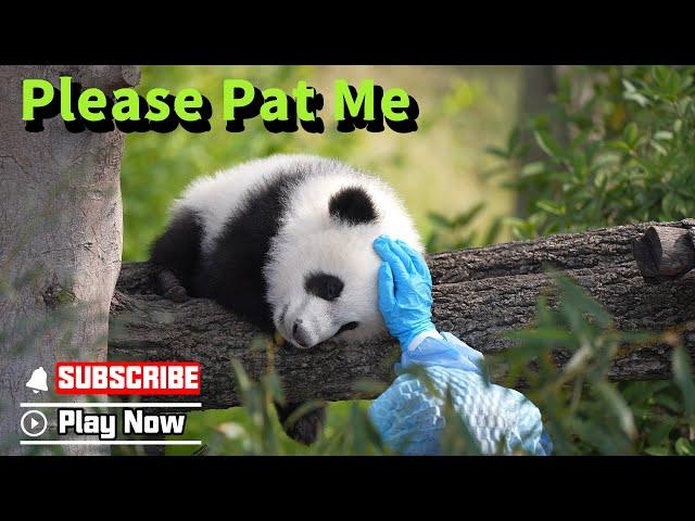 Panda Baby Wants A Cuddle From Its Nanny | iPanda