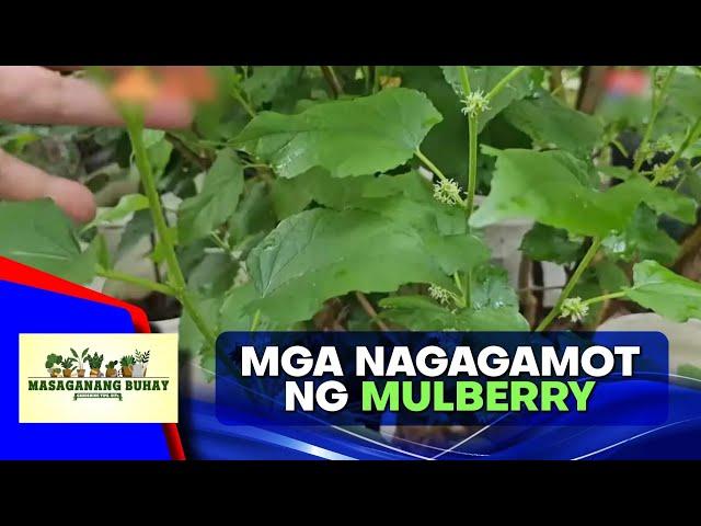 Mulberry: 9 health benefits