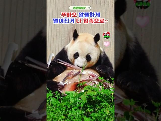 푸바오 부스러기 한톨도 알뜰하게 #푸바오실시간 #푸바오근황 #판다월드 #에버랜드 #아이바오 #러바오 #루이바오 #후이바오 #강바오 #송바오 #푸바오나무타기