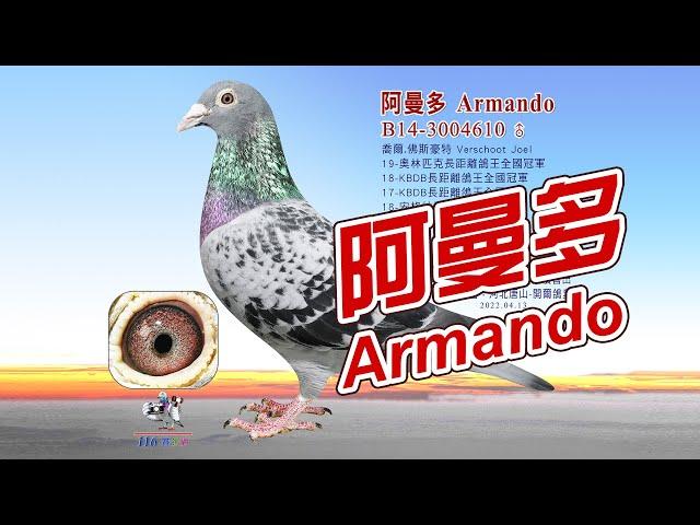 【Super Pigeon】Fastest and Most expensive pigeon丨Armando B14-3004610丨Verschoot Joel