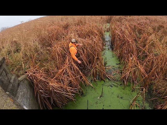 Muskrat trapping, first check!