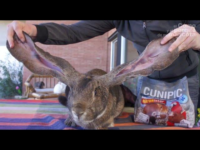 RABBITS: How to groom a lop rabbit. Special ear care