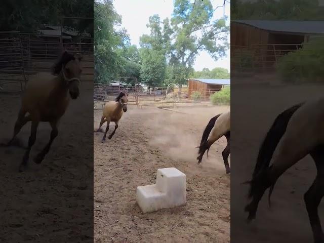 Nicci #double #lunging #2 #horses #liberty #horsemanship #arena #groundwork