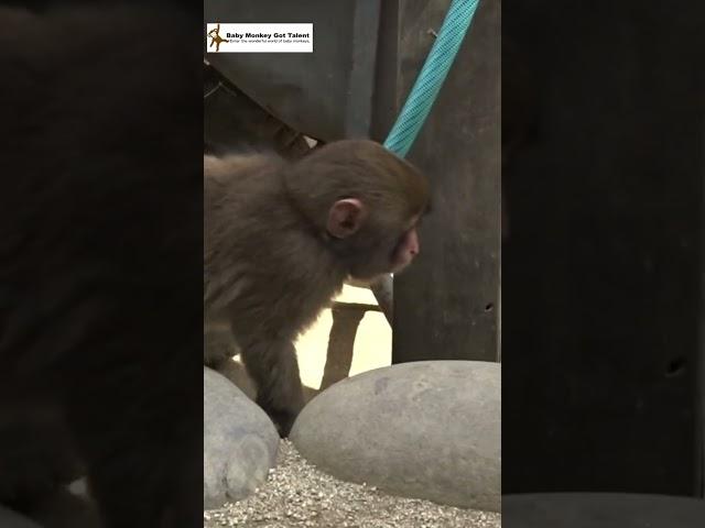 ホースで遊ぶ赤ちゃん猿 / Baby monkey playing with hose. monpai monyet 子ザル サル 淡路 モンキー  #ニホンザル #snowmonkey