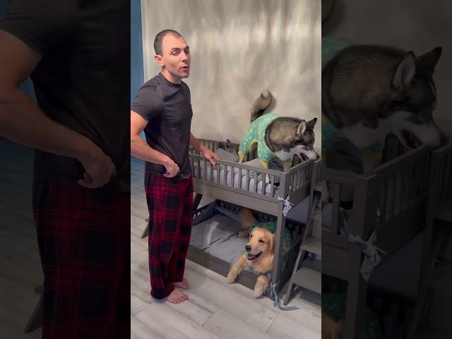 My dogs never stop arguing at bedtime #dogsofyoutube #dog #dogs #husky #goldenretreiver #puppy
