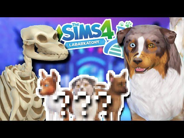 Mystery SKELETON DOG x Australian Shepard Puppies?! 