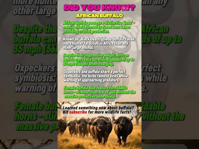 Buffalo have a BULLETPROOF Head?! #shorts #didyouknow #animalfacts