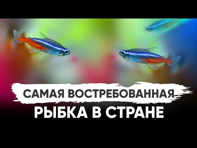 Голубой неон – самая популярная рыбка среди аквариумистов