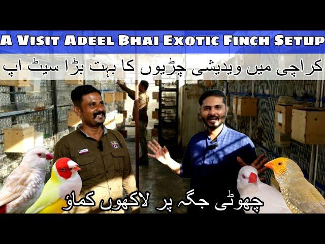 To found the biggest exotic finch setup in karachi September 15, 2023