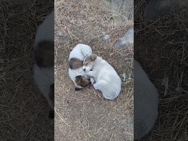 Cute Stray puppies sleeping in evening | Mountain Village | Nature Buddies #animals #youtubeshorts