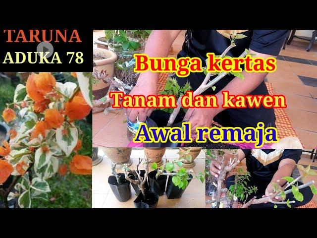 Tanam dan kawen pokok bunga kertas seawal usia tanaman