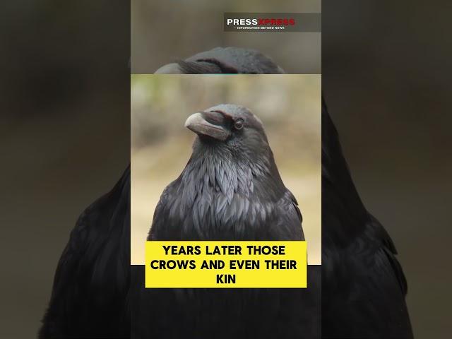 Crows Hold Grudges Against Humans for Years!  | Press Xpress