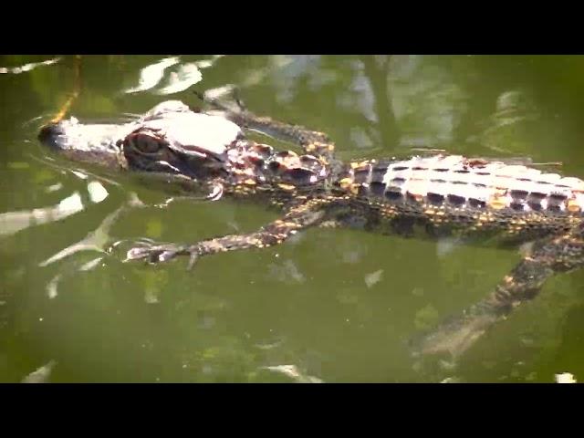 Green Swamp Watershed