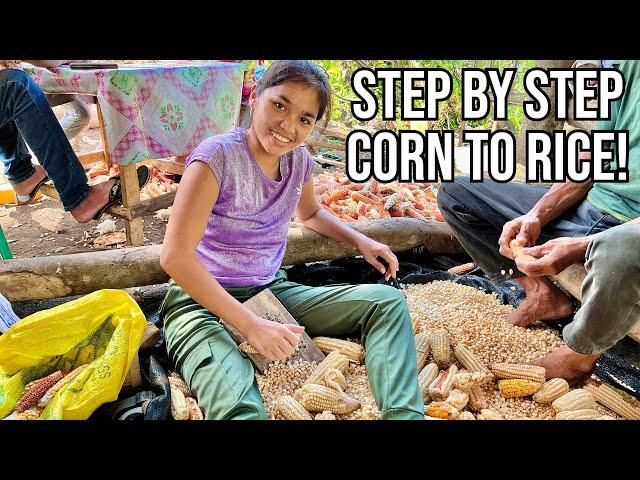 How Corn Turns Into Rice! Watch This Fascinating Filipina Life Journey From Start To Finish!