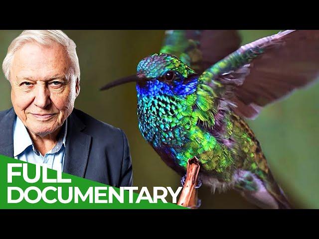 David Attenborough Presents: Hummingbirds - Jewelled Messengers | Free Documentary Nature