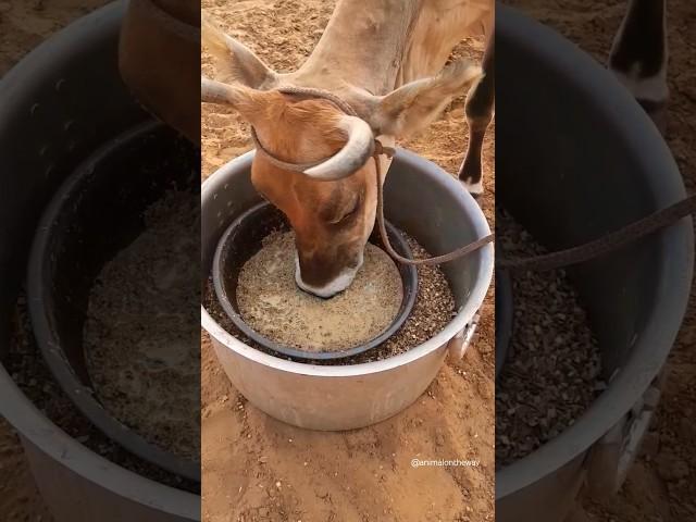 Cow Food / #shorts #cow #village #gaai #cowvideos #gaumata  #desi #animals #viralshorts