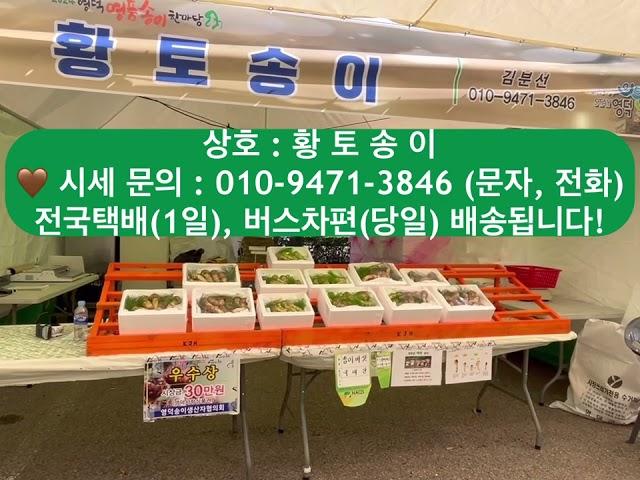 2024년 영덕 송이 축제 중입니다~ 전국택배 / 문의 010. 9471. 3846