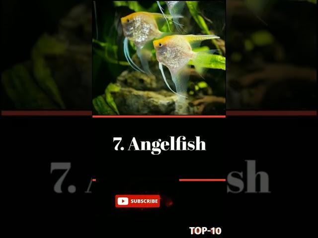 Top 10 worst community fish#top10 #part2