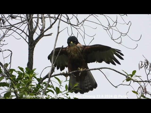 Rufous-bellied Eagle @ Chiu S C DSCN0338