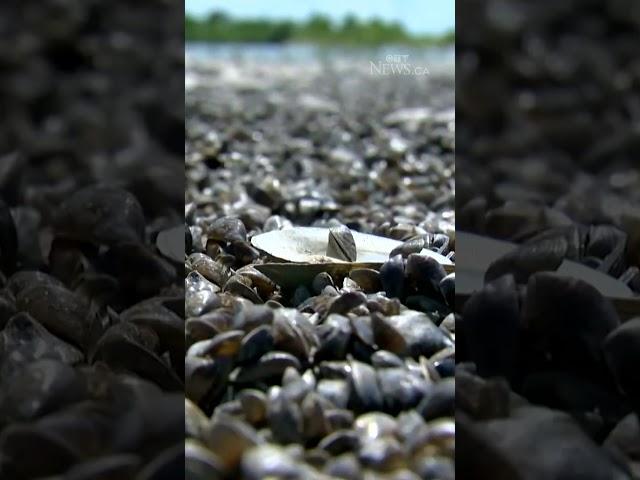 Motorized watercraft banned on Clear Lake, Manitoba