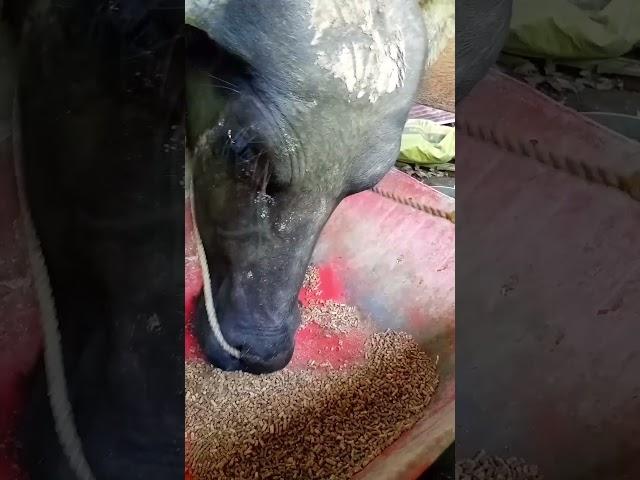 Practice eating feeds #buffalo #viralvideo #dairyfarming