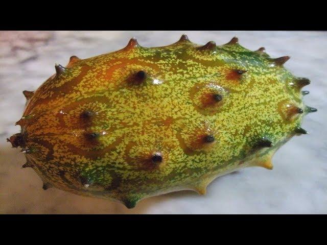 Jelly melon | Cucumis metuliferus | Wintering over plant