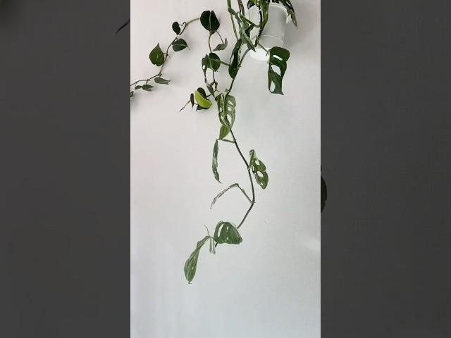 행잉식물 보스톤 고사리 립살리스 민트아단소니 잘 키우는 방법 (설명란참고) #home #plants #garden