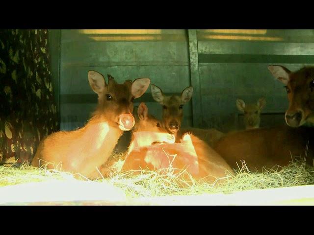 Promo- Turning the Clock Back-Barasingha Returns...