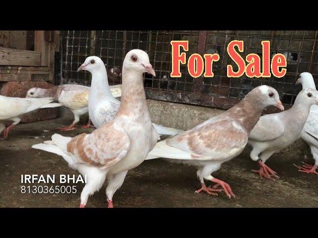 Gulabi Ki Tukdi For Sale | X Fighter Birds